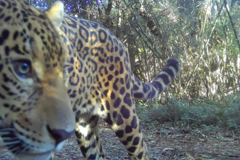 Registraron un nuevo yaguareté en el Parque Nacional do Iguaçu y lo bautizaron Estrella
